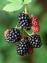 Dewberries on a shrub. Royalty Free Stock Photo