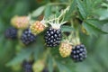 Dewberries on a shrub. Macro shot.