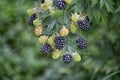 Dewberries on a shrub. Macro shot.