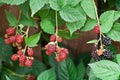 Dewberries on a shrub. Royalty Free Stock Photo