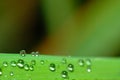 Dewdrop