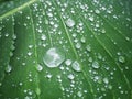 Dewdrop on the banana leaf