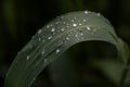 Dewdrop; beads of dew; dew Royalty Free Stock Photo