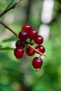 Dewdrop on Chokecherry (Prunus virginiana) Royalty Free Stock Photo