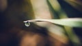 Dewdrop Royalty Free Stock Photo
