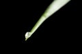 Dewdrop on grass blade Royalty Free Stock Photo