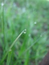 Dewdrop on the grass