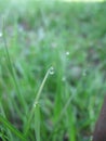 Dewdrop on the grass