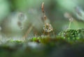 Dewdrop on grass