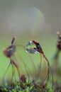 Dewdrop on grass