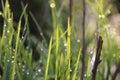 Dewdrop and green grass