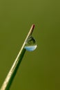 Fantastically beautiful Dewdrop on the green grass close-up. Macro Royalty Free Stock Photo