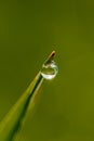 Fantastically beautiful Dewdrop on the green grass close-up. Macro Royalty Free Stock Photo