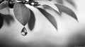 Dewdrop Hanging From a Leaf in Black and White Royalty Free Stock Photo
