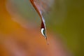 Dewdrop hanging to a leave in the Autumn Royalty Free Stock Photo