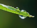Dewdrop hangs from the tip of a green leaf Royalty Free Stock Photo