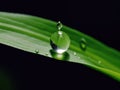Dewdrop hangs from the tip of a green leaf Royalty Free Stock Photo