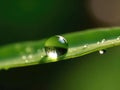 Dewdrop hangs from the tip of a green leaf Royalty Free Stock Photo