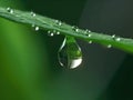 Dewdrop hangs from the tip of a green leaf Royalty Free Stock Photo