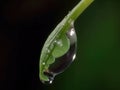 Dewdrop hangs from the tip of a green leaf Royalty Free Stock Photo