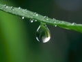 Dewdrop hangs from the tip of a green leaf Royalty Free Stock Photo