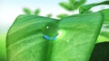 Dewdrop on leaf, Beautiful animation. HD 1080