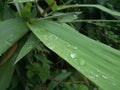 Dewdrop on leaf