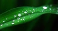 Dewdrop on leave