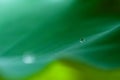 Dewdrop on a lotus leaf