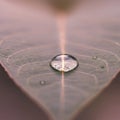 A dewdrop rests on the surface of a leaf, accentuating its intricate vein pattern. The Royalty Free Stock Photo
