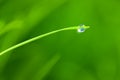 Dewdrop with Sky reflection on Blade of Grass / copy space background Royalty Free Stock Photo