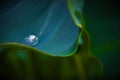 Dewdrop Royalty Free Stock Photo