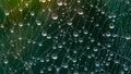 Dewdrop Web. A Network of Reflections and Abstract Intersections in Green Backdrop. Royalty Free Stock Photo