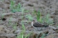 Dewdrops accompany the parent bird and protect the chicks from harm!