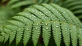 Dewdrops add a glistening effect, emphasizing the intricate veining of the Royalty Free Stock Photo