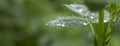 Dewdrops on alfalfa leaves, wet grass after rain