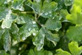 Dewdrops on aquilegia vulgaris leaves, Germany