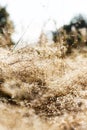 Dewdrops and beads on the brown grass at the dawn