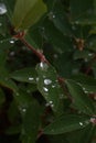 Dewdrops on the berry bush