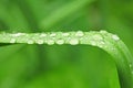 Dewdrops on a blade of grass