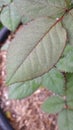 Dewdrops on edge of rose leaf