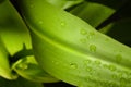 Dewdrops enhance swirling green leaf.