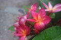 Dewdrops on frangipani flower in the morning so beautiful Royalty Free Stock Photo