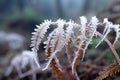 dewdrops on frozen fern leaves in winter forest
