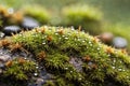 Dewdrops glisten on vibrant moss in a tranquil forest setting Generative AI Royalty Free Stock Photo