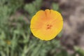 Dewdrops on a Golden California Poppy Flower