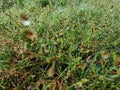 dewdrops on the grass field