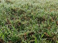 dewdrops on the grass field