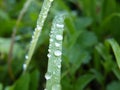 Dewdrops on grass