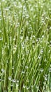 Dewdrops on Grass